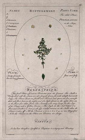 Rupturewort or herniary (Herniaria glabra L.): flowering stem with separate leaf and floral segments and a description of the plant and its uses. Coloured line engraving by C.H.Hemerich, c.1759, after T.Sheldrake.