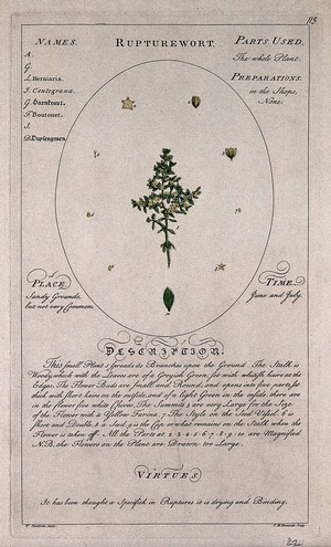 view Rupturewort or herniary (Herniaria glabra L.): flowering stem with separate leaf and floral segments and a description of the plant and its uses. Coloured line engraving by C.H.Hemerich, c.1759, after T.Sheldrake.