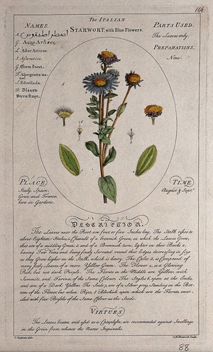 view Michaelmas daisy (Aster amellus L.): flowering stem with separate leaves and floral segments and a description of the plant and its uses. Coloured line engraving by C.H. Hemerich, c.1759, after T. Sheldrake.