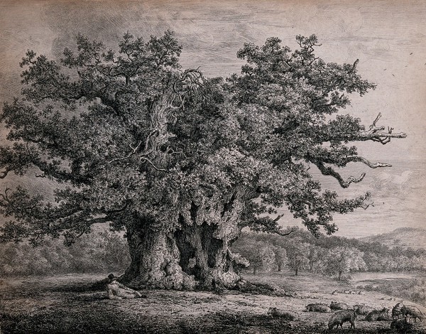 A gnarled and hollow old oak tree (Quercus robur L.) sheltering a shepherd and his sheep. Etching after J.G. Strutt, 1823.