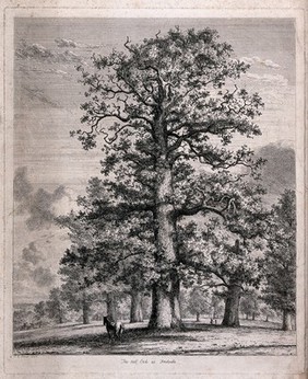 A tall oak tree (Quercus robur L.) sheltering a horse in Fredville Park. Etching after J.G.Strutt, 1824.