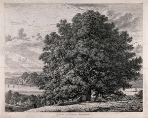 view A spreading sycamore tree (Acer pseudoplatanus L.) growing by a scenic lake. Etching after J.G.Strutt, 1825.