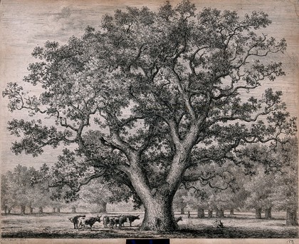 A large oak tree (Quercus robur L.) sheltering cattle in open parkland. Etching after J.G.Strutt, 1823.