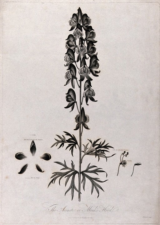 Aconite or monkshood (Aconitum napellus L.): flowering stem with separate labelled floral segments. Engraving by J.Caldwall, c.1804, after P.Henderson.