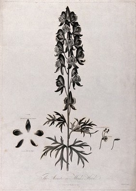 Aconite or monkshood (Aconitum napellus L.): flowering stem with separate labelled floral segments. Engraving by J.Caldwall, c.1804, after P. Henderson.