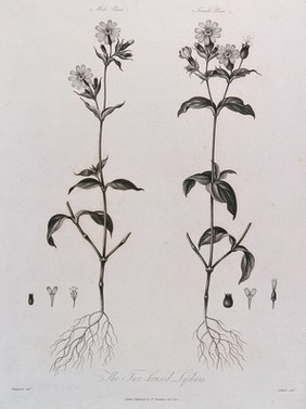 Campion (Lychnis sp.): entire male and female flowering plants with their respective floral segments. Engraving by J.Caldwell, c.1805, after P.Henderson.