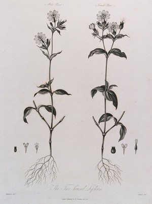 view Campion (Lychnis sp.): entire male and female flowering plants with their respective floral segments. Engraving by J.Caldwell, c.1805, after P.Henderson.