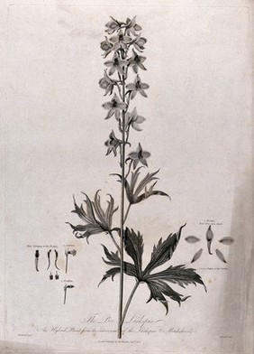 Bee Larkspur (Delphinium sp. var.): flowering stem with separate labelled floral segments. Engraving by J. Caldwall, c.1805, after P. Henderson.