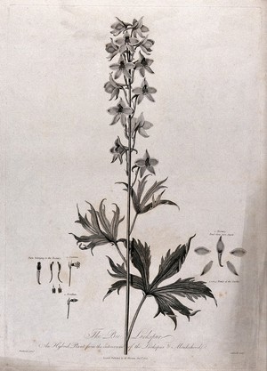 view Bee Larkspur (Delphinium sp. var.): flowering stem with separate labelled floral segments. Engraving by J. Caldwall, c.1805, after P. Henderson.