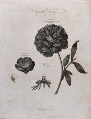 view Double and single paeony (Paeonia sp.): flowering stem of the double peony with a separate single paeony flower and floral segments. Engraving by Hopwood, c.1802, after P.Henderson.