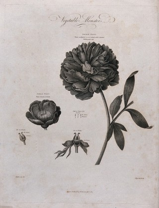 Double and single paeony (Paeonia sp.): flowering stem of the double peony with a separate single paeony flower and floral segments. Engraving by Hopwood, c.1802, after P.Henderson.