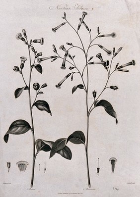 Tobacco plants (Nicotiana rustica and N. paniculata): flowering and fruiting stem of both species with their respective floral segments.Engraving by J.Caldwall, c.1805, after P.Henderson.