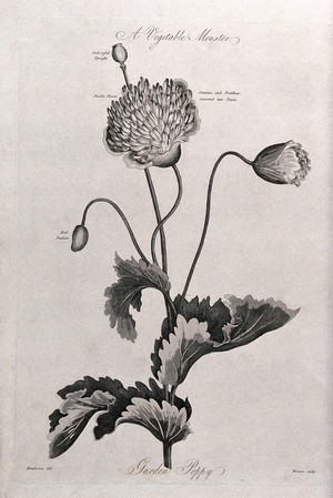 view Garden poppy (Papaver sp.): flowering and fruiting stem. Aquatint by Warner, c.1807, after P. Henderson.