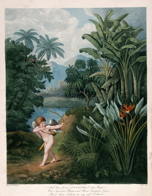 Cupid inspiring plants with Love, in a tropical landscape. Coloured stipple engraving by T.Burke, c.1805, after P.Reinagle.