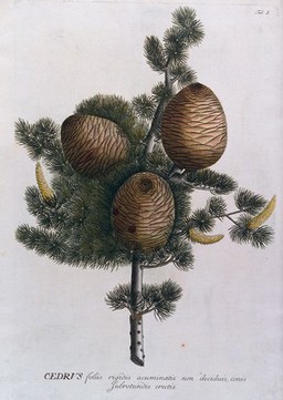 Cedar (Cedrus sp.): branch with cones and inflorescences. Coloured engraving by J.J. or J.E. Haid, c.1750, after G.D. Ehret.