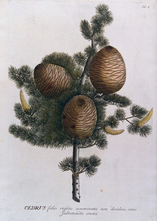Cedar (Cedrus sp.): branch with cones and inflorescences. Coloured engraving by J.J. or J.E. Haid, c.1750, after G.D. Ehret.