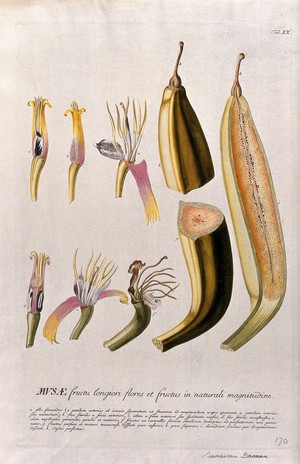 view Plantain banana (Musa x paradisiaca L.): nine sections of flower and fruit. Coloured engraving by J.J. or J.E. Haid, c.1750, after G.D. Ehret.