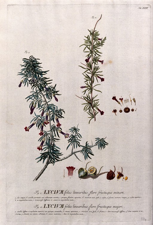 Lycium sp.: two flowering stems of different species of Lycium with their floral segments, fruit and seed. Coloured engraving by J.J. or J.E. Haid, c.1750, after G.D.Ehret.