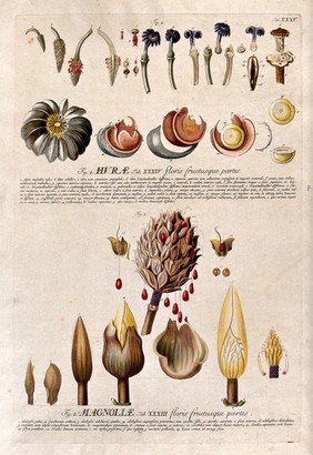 Huru (Hura crepitans L.) and bull bay (Magnolia grandiflora L.): detailed flower and fruit segments with description. Coloured engraving by J.J. or J.E. Haid, c.1750, after G.D. Ehret.