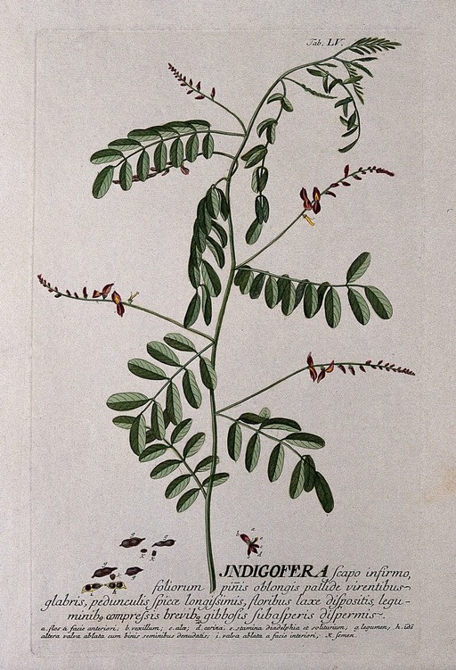 Indigo plant (Indigofera tinctoria L.): flowering stem with separate flower and fruit segments. Coloured engraving by J.J. or J.E.Haid, c.1750, after G.D.Ehret.
