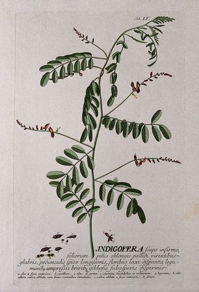 Indigo plant (Indigofera tinctoria L.): flowering stem with separate flower and fruit segments. Coloured engraving by J.J. or J.E. Haid, c.1750, after G.D. Ehret.