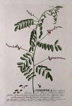 view Indigo plant (Indigofera tinctoria L.): flowering stem with separate flower and fruit segments. Coloured engraving by J.J. or J.E. Haid, c.1750, after G.D. Ehret.