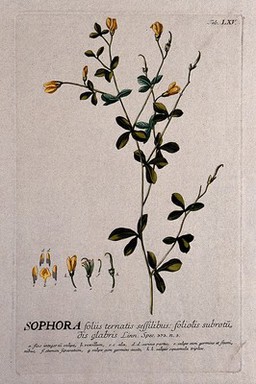 A plant (Sophora tinctoria) related to the pagoda tree: flowering and fruiting stem with separate floral segments. Coloured engraving by J.J. or J.E. Haid, c.1750, after G.D. Ehret.