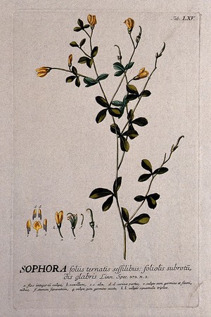 view A plant (Sophora tinctoria) related to the pagoda tree: flowering and fruiting stem with separate floral segments. Coloured engraving by J.J. or J.E. Haid, c.1750, after G.D. Ehret.