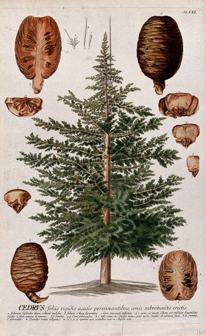 view Cedar (Cedrus sp.): tree with separate segments of cones and leaves. Coloured engraving by J.J. or J.E. Haid, c.1750, after G.D.Ehret.