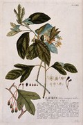 view A plant (Laurus sp.) related to laurel: flowering, fruiting and leafy stems with detailed segments of flower and fruit. Coloured engraving by J.J. or J.E. Haid, c.1750, after G.D. Ehret.