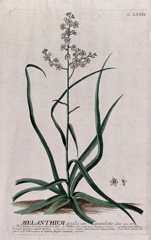 view Bunchflower (Melanthium virginicum L.): flowering stem with separate floral segments. Coloured engraving by J.J. or J.E. Haid, c.1750, after G.D. Ehret.