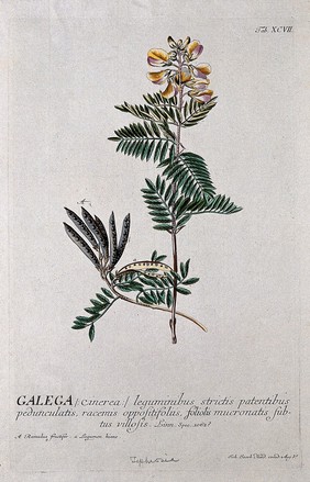 A plant (Galega cinerea) related to goat's rue: flowering and fruiting stems. Coloured engraving by J.J. Haid, c.1750, after G.D. Ehret.