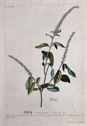 Itea virginica L.: flowering stem with separate, labelled floral segments. Coloured engraving by J.J. or J.E. Haid, c.1750, after G.D. Ehret.