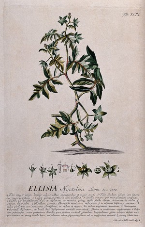 view 'Aunt Lucy' (Ellisia nyctelea (L.) L.): flowering stem with separate flower and fruit segments and a detailed description. Coloured engraving by J.J. or J.E. Haid, c.1750, after G.D. Ehret.