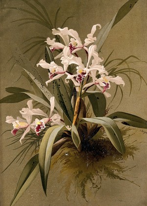 view A species of orchid: flowering plant with traces of surrounding vegetation. Chromolithograph by E.Vouga, c.1883, after herself.