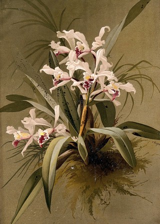 A species of orchid: flowering plant with traces of surrounding vegetation. Chromolithograph by E.Vouga, c.1883, after herself.