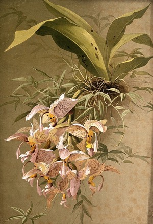 view Lady's slipper orchid (Cypripedium sp.): flowering plant. Chromolithograph by E. Vouga, c.1883, after herself.