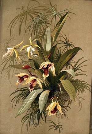 view A species of orchid: flowering plant with traces of surrounding vegetation. Chromolithograph by E.Vouga, c.1883, after herself.