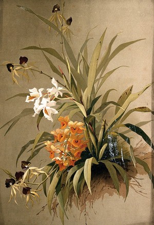 view Three species of orchid: flowering plants. Chromolithograph by E. Vouga, c.1883, after herself.