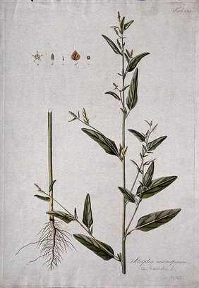 Saltbush (Atriplex microsperma): flowering stem with separate root and floral segments. Coloured etching after J. Schütz, c.1802.