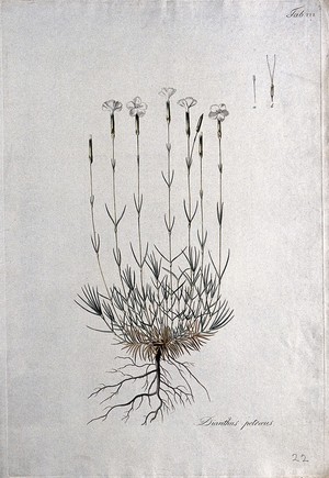 view Pink (Dianthus petræus): entire flowering plant with separate floral segments. Coloured etching after J. Schütz, c.1802.