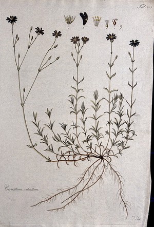 view Chickweed (Cerastium ciliatum): entire flowering plant with separate floral segments. Coloured etching after J. Schütz, c.1802.