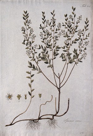 view Spiraea cana: flowering stem with root and separate floral segments. Coloured etching after J. Schütz, c.1802.