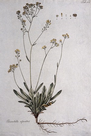 view Biscutella alpestris: entire flowering and fruiting plant with separate floral segments. Coloured etching after J. Schütz, ca. 1802.