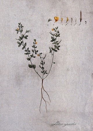 Trefoil (Lotus gracilis): entire flowering and fruiting plant with separate floral segments. Coloured etching after J. Schütz, c.1802.