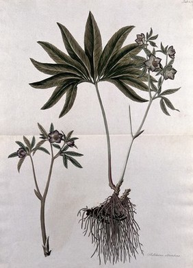 Hellebore (Helleborus atrorubens): fruiting stem with roots and separate flowering stem. Coloured etching after J. Schütz, c.1802.