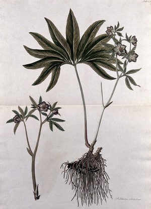 view Hellebore (Helleborus atrorubens): fruiting stem with roots and separate flowering stem. Coloured etching after J. Schütz, c.1802.