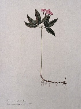 Dentaria glandulosa: flowering stem with part of rootstock. Coloured etching after J. Schütz, c.1802.