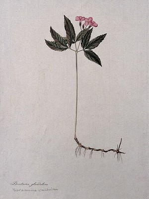 view Dentaria glandulosa: flowering stem with part of rootstock. Coloured etching after J. Schütz, c.1802.