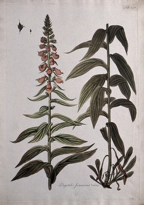 Foxglove (Digitalis fuscescens): two sections of the flowering stem with separate fruit and seed. Coloured etching after J. Schütz, c.1802.